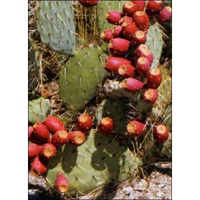 Kaktus - Figenkaktus