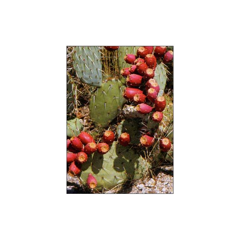 Kaktus - Figenkaktus