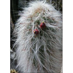 Kaktus - Andesbjergenes gamle mand