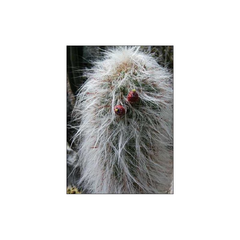 Kaktus - Andesbjergenes gamle mand