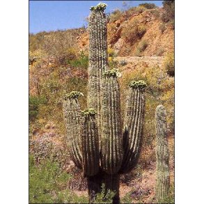 Kaktus - Meksikansk Kmpekaktus