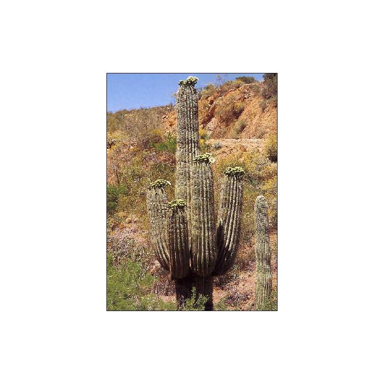 Kaktus - Meksikansk Kmpekaktus