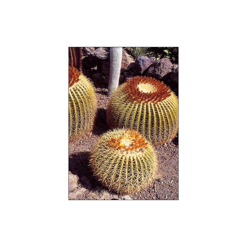 Kaktus - Guldkugle
