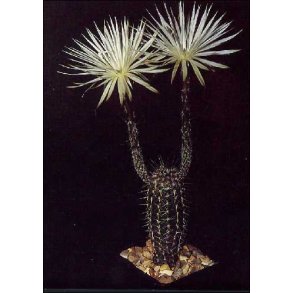 Kaktus - Sydamerikansk Spindsvin Kaktus