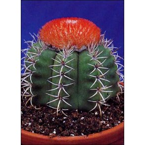 Kaktus - Cubansk Melonkaktus