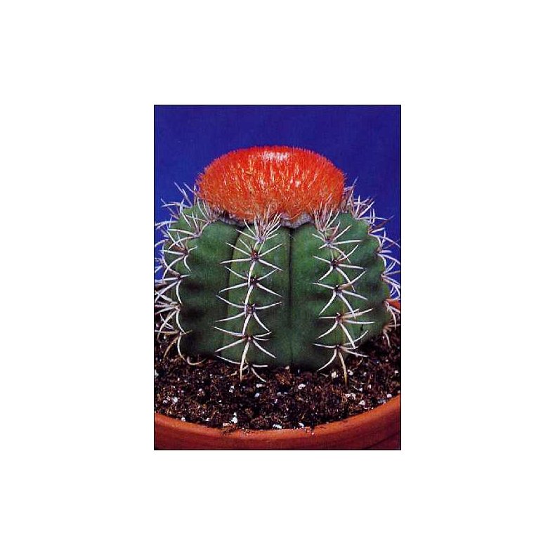 Kaktus - Cubansk Melonkaktus