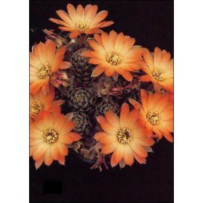 Kaktus - Argentinsk dvrgkaktus