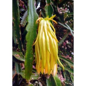 Kaktus - <br/> Sydamerikansk Pitahaya-Kaktus