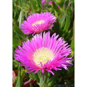 Kaktus - Hottentot-Figen