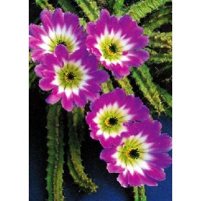 Kaktus - <br/> Pindsvinkaktus Lady Finger