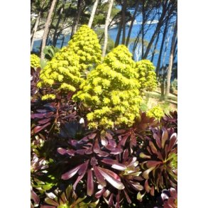 Aeonium