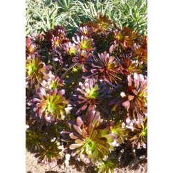 Aeonium