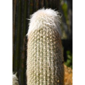 Kaktus - Ulden Sjlekaktus