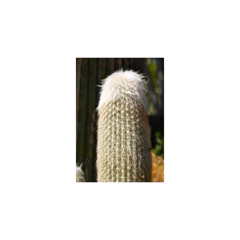 Kaktus - Ulden Sjlekaktus