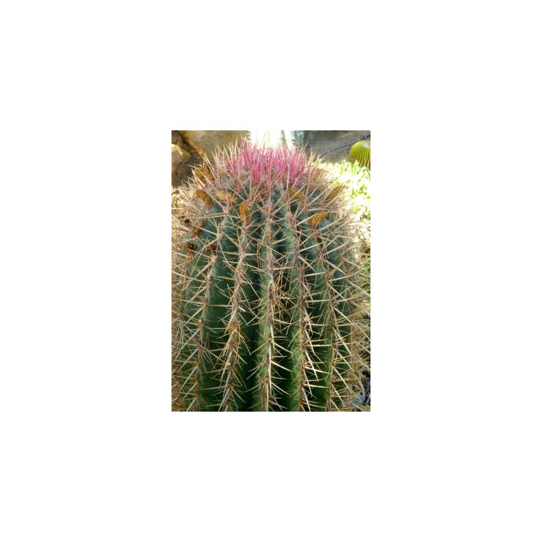 Kaktus - Tndekaktus