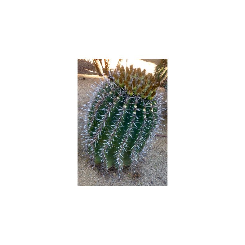 Kaktus - Stor Tndekaktus