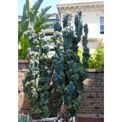 Kaktus - blekaktus Monstrosus 