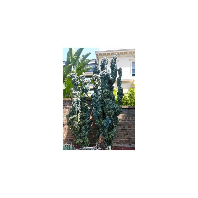 Kaktus - blekaktus Monstrosus 