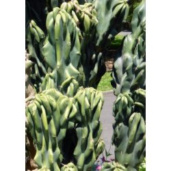 Kaktus - blekaktus Monstrosus 