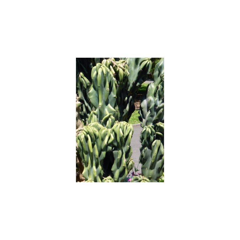 Kaktus - blekaktus Monstrosus 