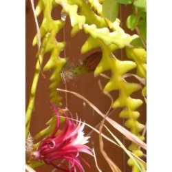 Kaktus - Savtandskatus