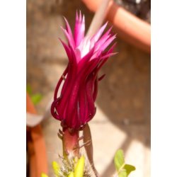 Kaktus - Savtandskatus