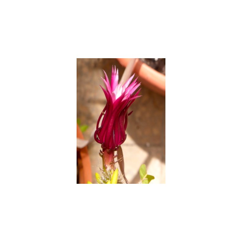 Kaktus - Savtandskatus