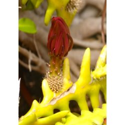 Kaktus - Savtandskatus