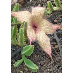 Kaktus - Ordensstjerne