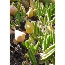 Kaktus - Ordensstjerne