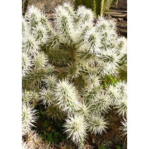 Kaktus - Mantel-Cholla
