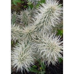 Kaktus - Mantel-Cholla