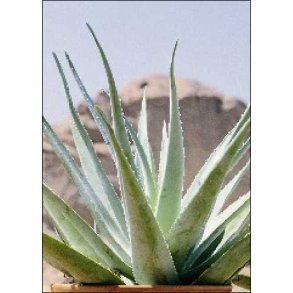 Aloe Vera