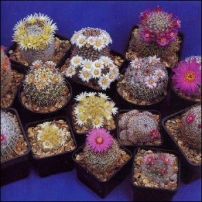 Kaktus - Mammillaria Mix
