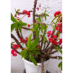 Kaktus - gte Kristtorn