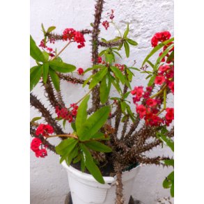 Kaktus - gte Kristtorn