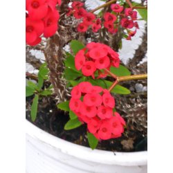 Kaktus - gte Kristtorn