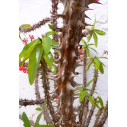 Kaktus - gte Kristtorn