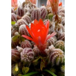 Kaktus - Rd Fakkelkaktus
