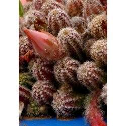 Kaktus - Rd Fakkelkaktus