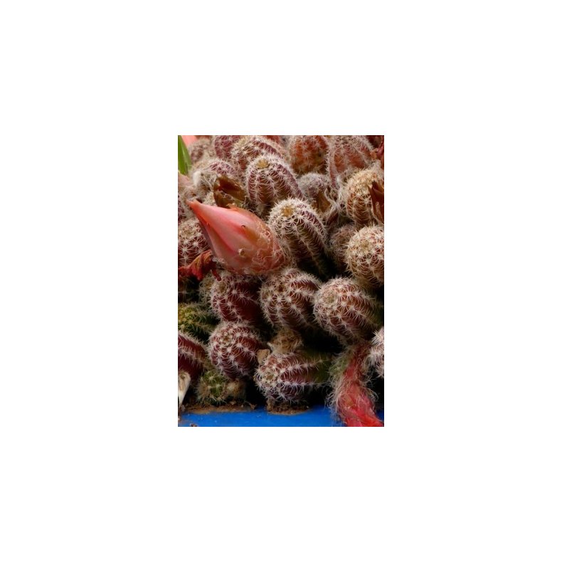 Kaktus - Rd Fakkelkaktus