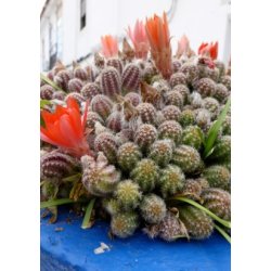 Kaktus - Rd Fakkelkaktus