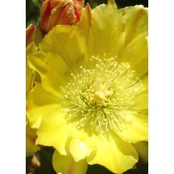 Kaktus - Figenkaktus "engelmanii"