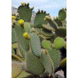 Kaktus - Figenkaktus "engelmanii"