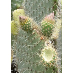 Kaktus - Figenkaktus 