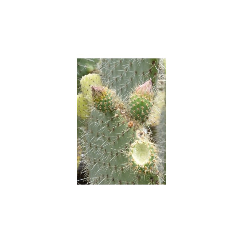 Kaktus - Figenkaktus "engelmanii"