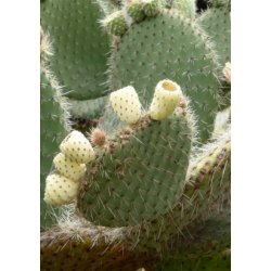 Kaktus - Figenkaktus "engelmanii"