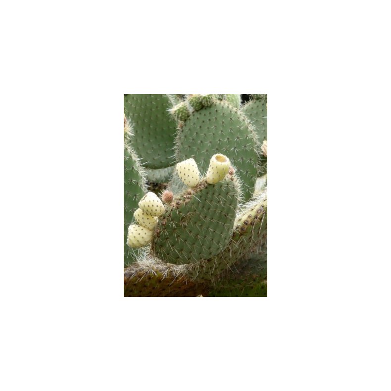 Kaktus - Figenkaktus "engelmanii"