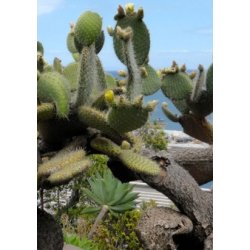 Kaktus - Figenkaktus "engelmanii"