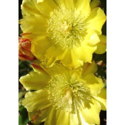 Kaktus - Figenkaktus "engelmanii"